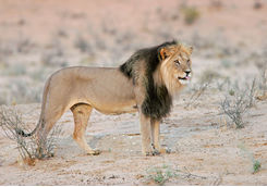 Black Maned Lion