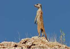 Meerkat on Rock