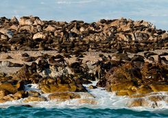 Cape Fur Seals Grootbos