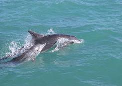 Dolphins