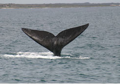 Southern Right Whale tail