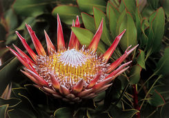 Grootbos protea