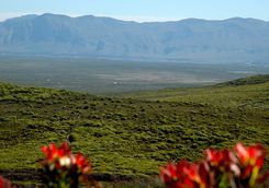 Grootbos view