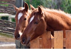 Grootbos horses