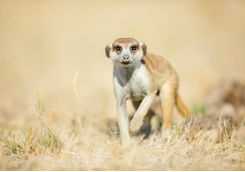 Meerkat close up
