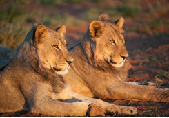 Tswalu lions