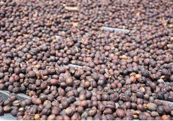 Arabica Beans from Bolaven Plateau