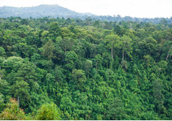 Bolaven Plateau