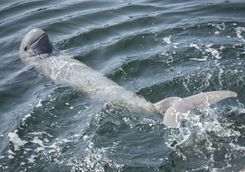 Irrawaddy Dolphin