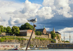 Seagull and Akershus fortress
