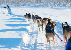 Husky sledding