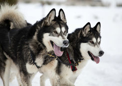Sledding with husky dogs