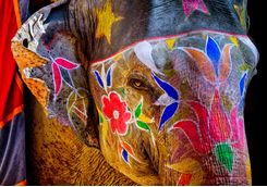 Painted elephant in Jaipur