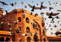 Jamar Masjid, Old Delhi