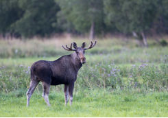 Moose