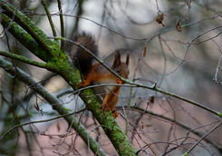 Squirrel
