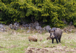 Wild Boar