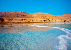 Dead Sea with Palm Trees in Jordan