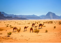 Camels in Wadi Rum