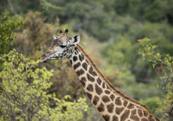 Akagera National Park Giraffe