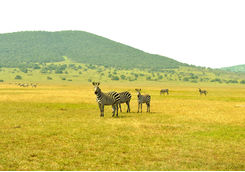 Akagera National Park Zebras