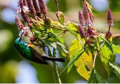 Akagera National Park bird