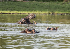 Akagera National Park hippos