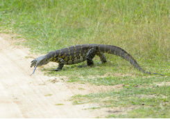 Akagera National Park lizard