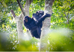 Chimpanzee in Nyungwe Forest National Park