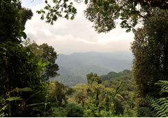 Nyungwe National Park