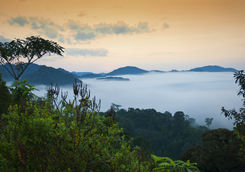 Nyungwe National Park