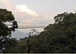 Nyungwe National Park tree canopy walkway