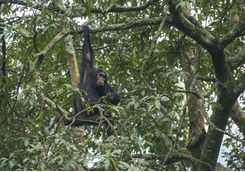 Chimpanzee in Nyungwe Forest National Park