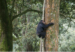 Chimpanzee in Nyungwe Forest National Park