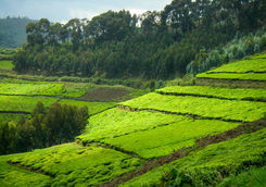 Nyungwe National Park tea plantation