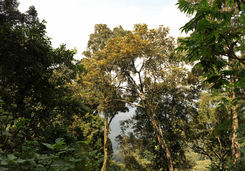 Nyungwe National Park
