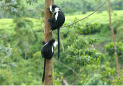 Colobus Monkeys