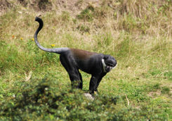 L’Hoests’s monkeys