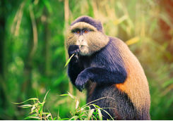 Golden Monkey