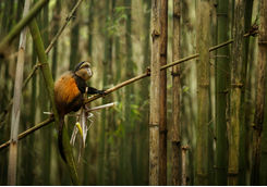 Golden Monkey