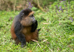 Golden Monkey