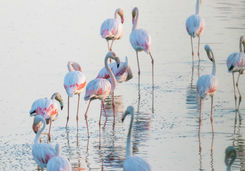 Flamingos in water