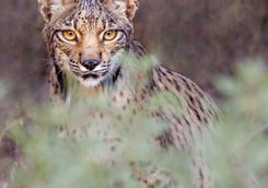 Iberian lynx