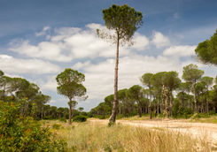 Sandy road in Donana National Park