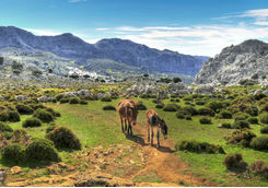 Horses walking in mountains