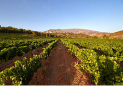 Vineyards in Andalucia