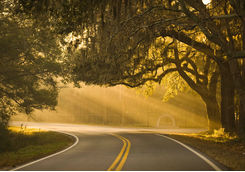 Road in Savannah