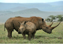 Baby clack rhino and mother