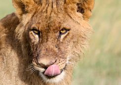 Close up angry lion