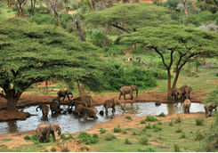 Elephant herd at waterhole and acacia trees